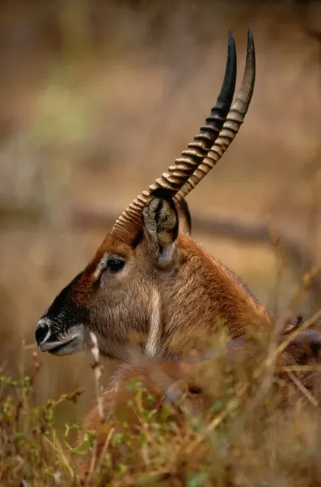 Framed Print : Waterbuck (Kobus ellipsiprymnus), Rift Valley, Kenya Framed Print : Waterbuck (Kobus ellipsiprymnus), Rift Valley, Kenya