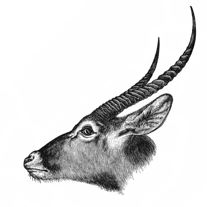 Framed Print : Waterbuck (Kobus ellipsiprymnus) Framed Print : Waterbuck (Kobus ellipsiprymnus)