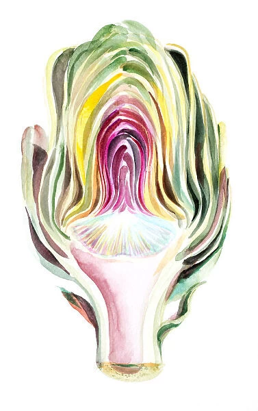 Watercolor artichoke