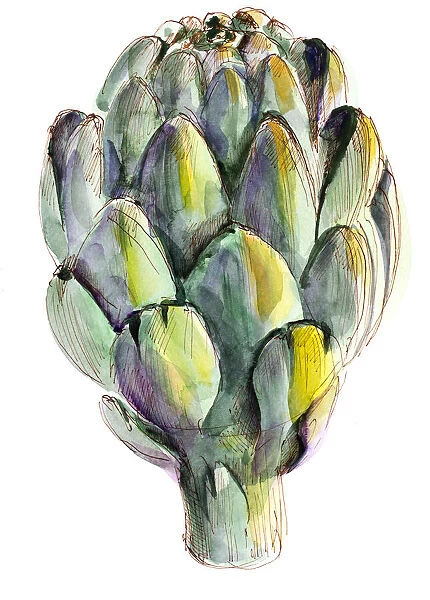 Watercolor artichoke