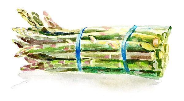 Watercolor fruit and flower_asparagus