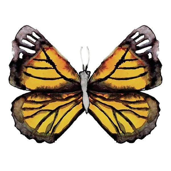 Watercolor Monarch Butterfly