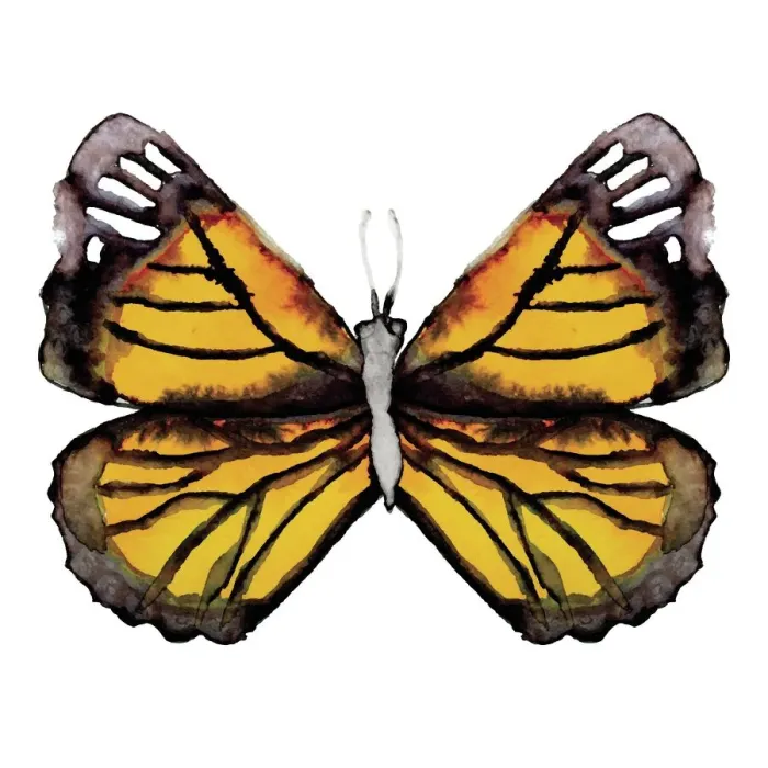 Framed Print : Watercolor Monarch Butterfly