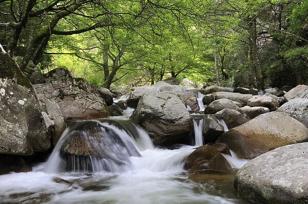 Watercourse in Spelunka Gorge in Corsica, France, Europe