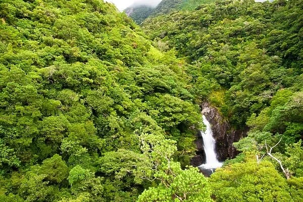 Waterfall in the lush rainforest of Japan