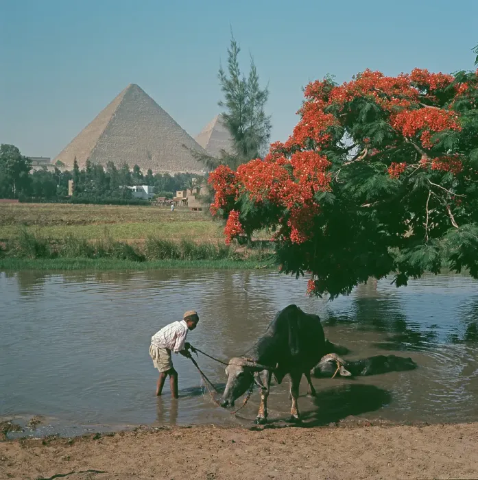 Framed Print : Watering Hole, Giza Framed Print : Watering Hole, Giza