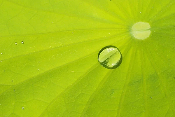 Waterlily leaf with dew drop