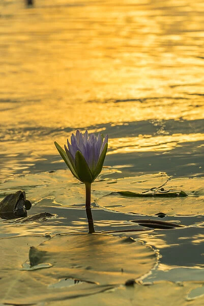 waterlily. Mazvikadei Lake, Mashonaland North, Zimbabwe