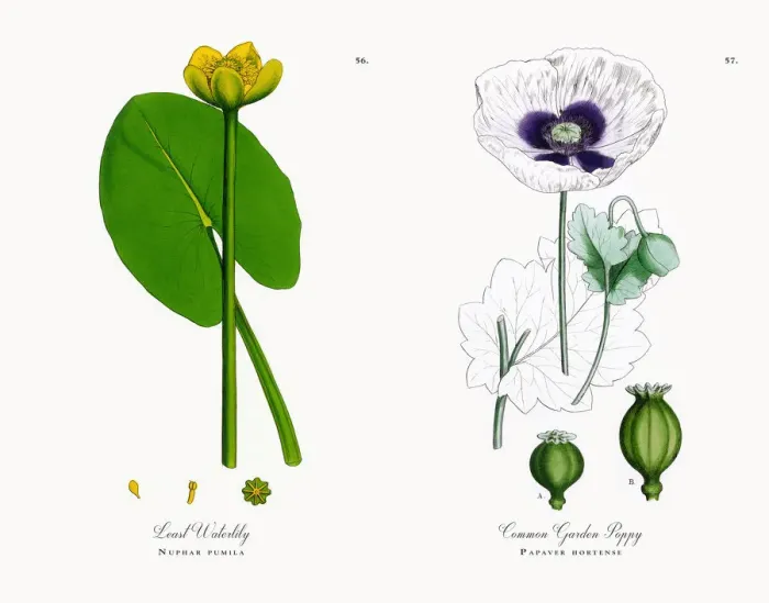 Framed Print : Least Waterlily, Nuphar pumila, Victorian Botanical Illustration, 1863 Framed Print : Least Waterlily, Nuphar pumila, Victorian Botanical Illustration, 1863