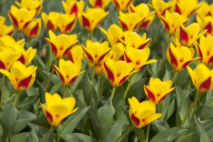 Framed Print : Waterlily Tulips -Tulipa kaufmanniana Goldstueck -, Goldstueck hybrid, Thuringia, Germany Framed Print : Waterlily Tulips -Tulipa kaufmanniana Goldstueck -, Goldstueck hybrid, Thuringia, Germany