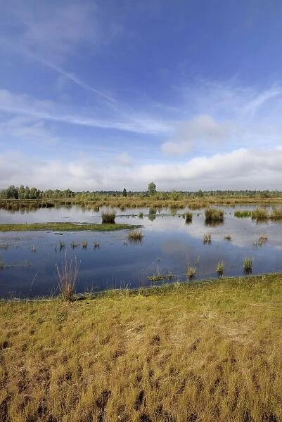 Waterlogged, renatured bog with bulrushes -Schoenoplectus lacustris-, former peat cultivation region, Raubling, Upper Bavaria, Bavaria, Germany