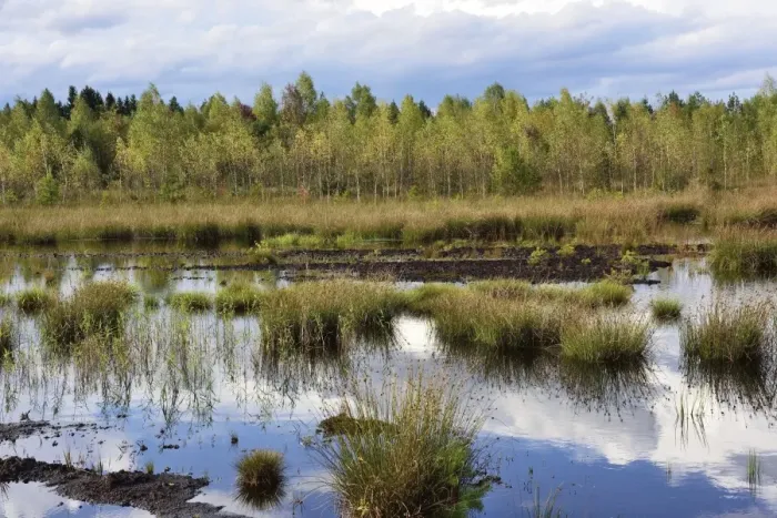 Framed Print : Waterlogged, renatured bog with bulrushes -Schoenoplectus lacustris-, common reed -Phragmites australis- and birches -Betula pubescens-, former peat cultivation region, Raubling, Upper Bavaria, Bavaria, Germany Framed Print : Waterlogged, renatured bog with bulrushes -Schoenoplectus lacustris-, common reed -Phragmites australis- and birches -Betula pubescens-, former peat cultivation region, Raubling, Upper Bavaria, Bavaria, Germany