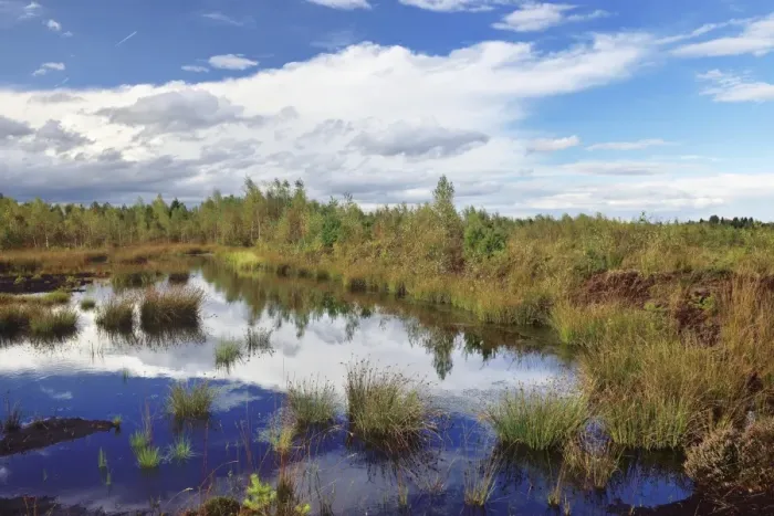 Framed Print : Waterlogged, renatured bog with bulrushes -Schoenoplectus lacustris-, common reed -Phragmites australis- and birch -Betula pubescens-, former peat cultivation region, Raubling, Upper Bavaria, Bavaria, Germany