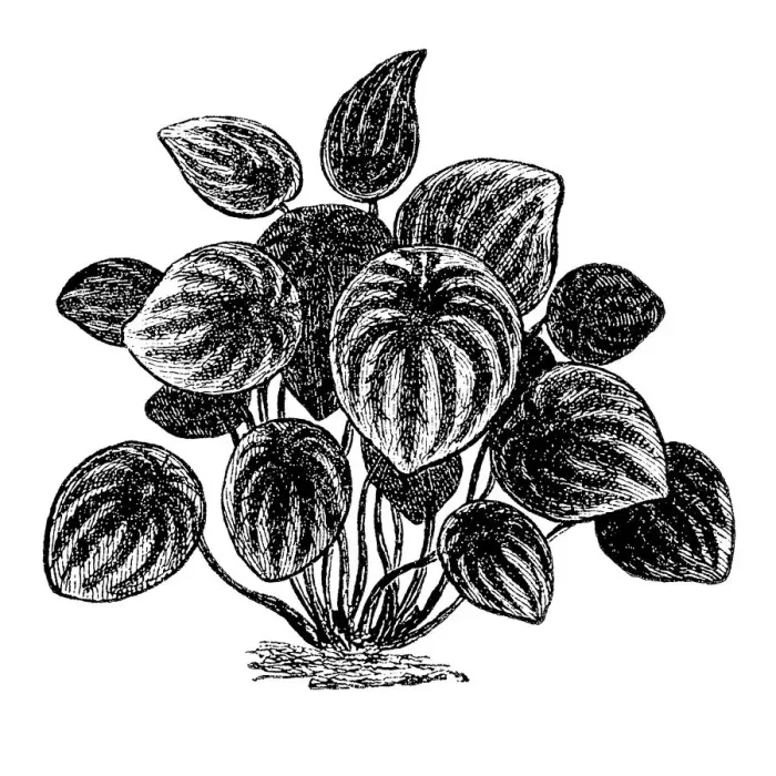 Framed Print : Watermelon Peperomia - Peperomia Argyreia