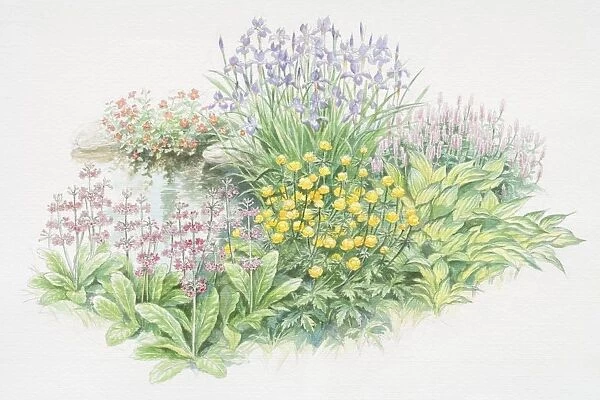 Waterside garden, Mimulus cupreus Whitecroft, Iris sibirica, Persicaria bistorta Superba, Hosta Shade Fanfare, Trollius europaeus, Primula japonica