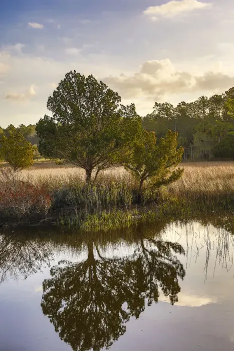 Framed Print : Waterway and morning reflections from two trees and seagrass in water, Skidaway Island State Park, Savannah, Georgia, USA Framed Print : Waterway and morning reflections from two trees and seagrass in water, Skidaway Island State Park, Savannah, Georgia, USA