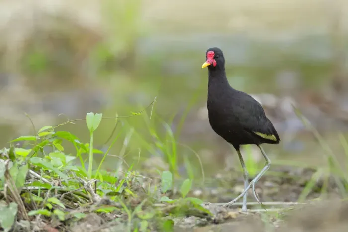 Framed Print : Wattled Jacana (Jacana jacana) foraging Framed Print : Wattled Jacana (Jacana jacana) foraging