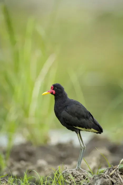 Framed Print : Wattled Jacana (Jacana jacana) foraging Framed Print : Wattled Jacana (Jacana jacana) foraging