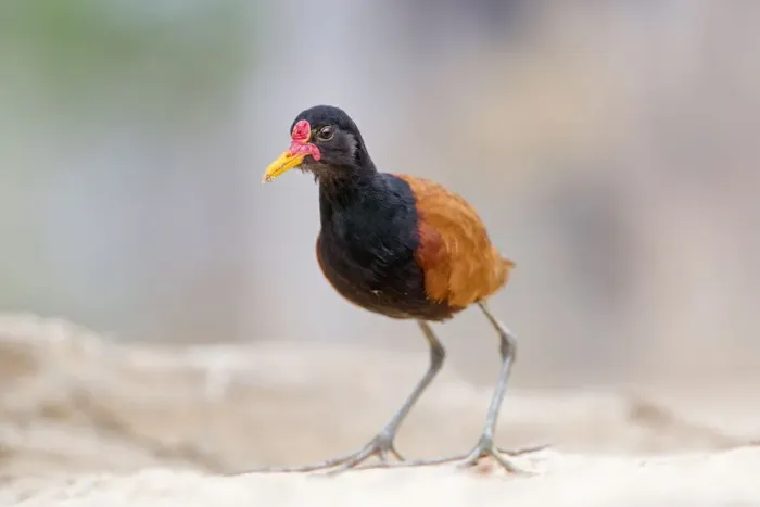 Framed Print : Wattled jacana on the sand Framed Print : Wattled jacana on the sand