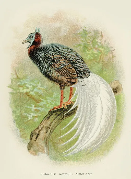Framed Print : The wattled pheasant engraving 1892