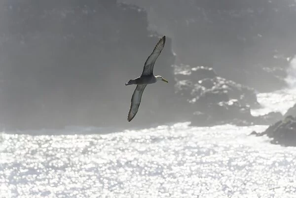 Waved Albatross or Galapagos Albatross -Phoebastria irrorata- in flight, Isla Espanola, Galapagos Islands