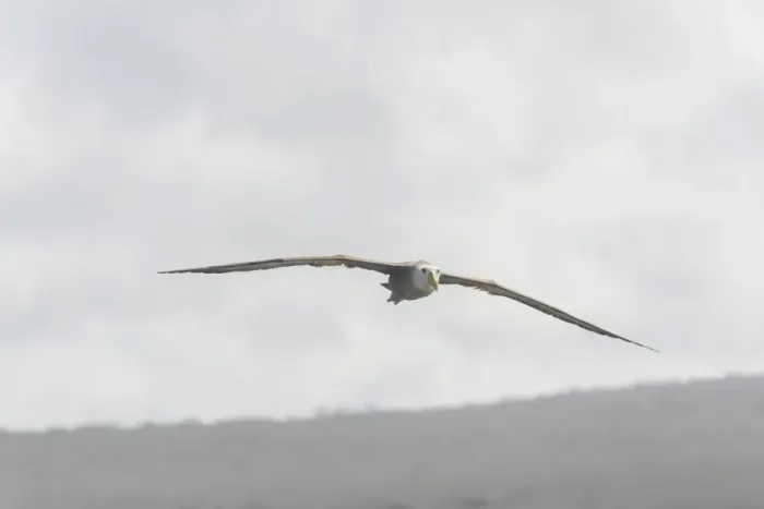 Framed Print : Waved Albatross or Galapagos Albatross -Phoebastria irrorata- in flight, Isla Espanola, Galapagos Islands Framed Print : Waved Albatross or Galapagos Albatross -Phoebastria irrorata- in flight, Isla Espanola, Galapagos Islands