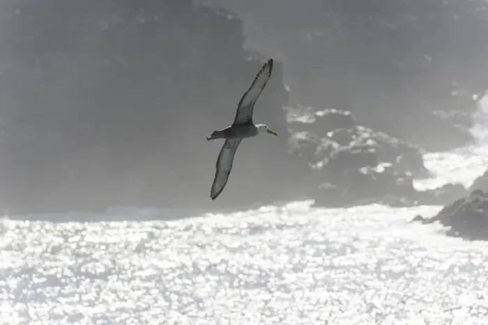 Framed Print : Waved Albatross or Galapagos Albatross -Phoebastria irrorata- in flight, Isla Espanola, Galapagos Islands Framed Print : Waved Albatross or Galapagos Albatross -Phoebastria irrorata- in flight, Isla Espanola, Galapagos Islands
