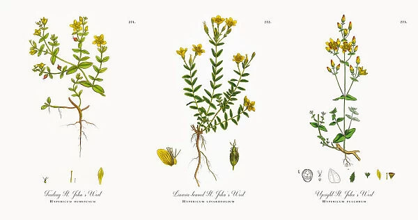 Waved-leaved St. Johnas Wort, Hypericum Baeticum, Victorian Botanical Illustration, 1863