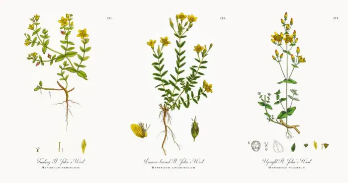 Framed Print : Waved-leaved St. Johnas Wort, Hypericum Baeticum, Victorian Botanical Illustration, 1863 Framed Print : Waved-leaved St. Johnas Wort, Hypericum Baeticum, Victorian Botanical Illustration, 1863