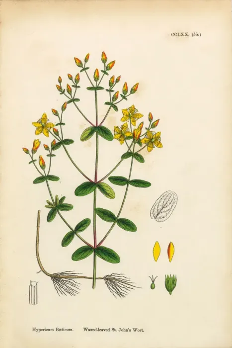 Framed Print : Waved-leaved St. Johnas Wort, Hypericum Baeticum, Victorian Botanical Illustration, 1863 Framed Print : Waved-leaved St. Johnas Wort, Hypericum Baeticum, Victorian Botanical Illustration, 1863