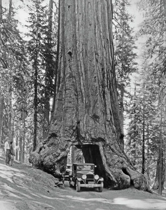 Framed Print : Wawona Tunnel Tree, Yosemite National Park Framed Print : Wawona Tunnel Tree, Yosemite National Park