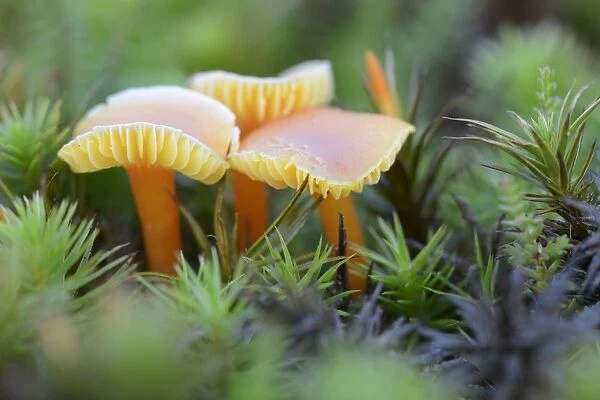 Waxcap Mushrooms -Hygrocybe persistens-, Emsland, Lower Saxony, Germany