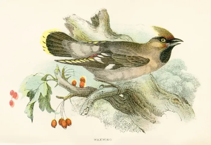 Framed Print : Waxwing engraving 1896 Framed Print : Waxwing engraving 1896