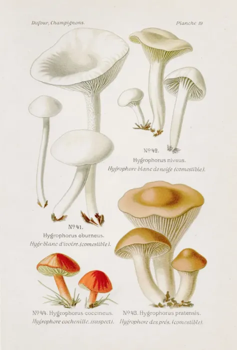 Framed Print : Waxy Caps mushroom 1891 Framed Print : Waxy Caps mushroom 1891