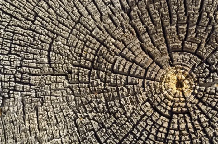 Framed Print : Weathered pine wood, cross-section, Carizzo, Arizona, United States Framed Print : Weathered pine wood, cross-section, Carizzo, Arizona, United States