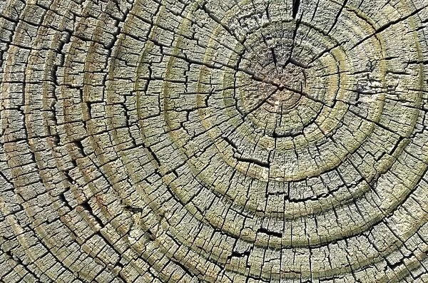Weathered pine wood, cross-section, Carizzo, Arizona, United States