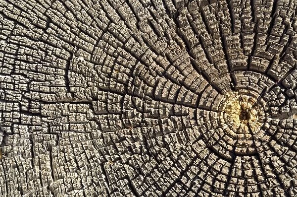 Weathered pine wood, cross-section, Carizzo, Arizona, United States