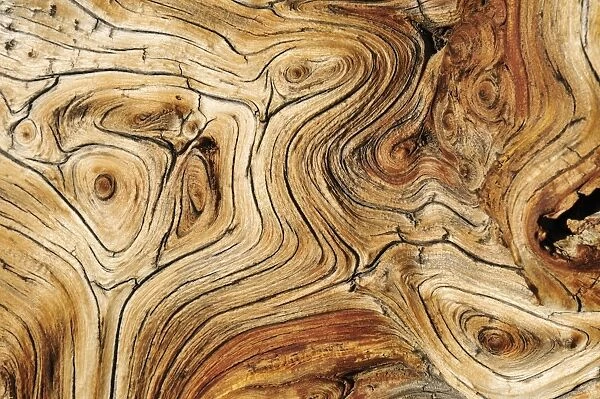 Weathered wood of an ancient Bristlecone pine -Pinus longaeva-, Great Basin, Nevada, USA, North America
