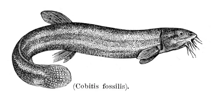Framed Print : Weatherfish Loach engraving 1897 Framed Print : Weatherfish Loach engraving 1897