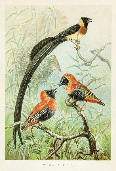 Weaver birds chromolithograph 1896