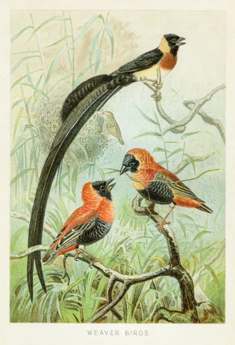 Framed Print : Weaver birds chromolithograph 1896 Framed Print : Weaver birds chromolithograph 1896