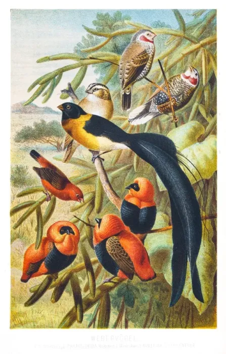 Framed Print : Weaver birds illustration 1882 Framed Print : Weaver birds illustration 1882
