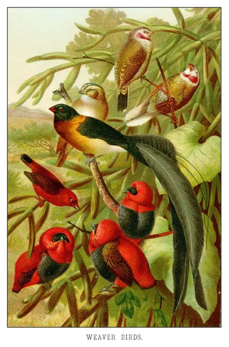 Framed Print : Weaverbirds