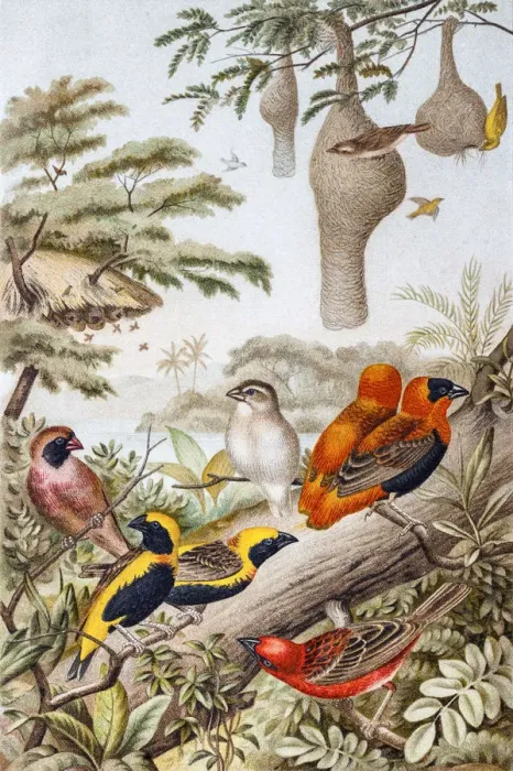Framed Print : Weavers (Ploceidae) Framed Print : Weavers (Ploceidae)