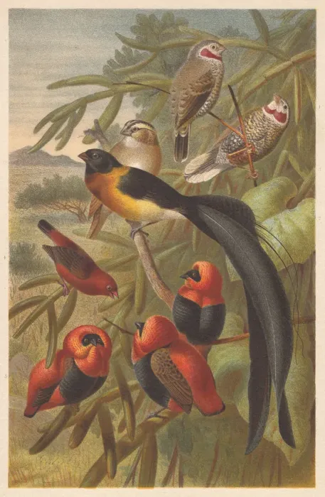 Framed Print : Weavers (Ploceidae), lithograph, published in 1882 Framed Print : Weavers (Ploceidae), lithograph, published in 1882
