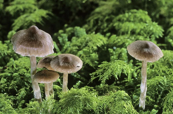 Webcap (Cortinarius sp. ) mushroom
