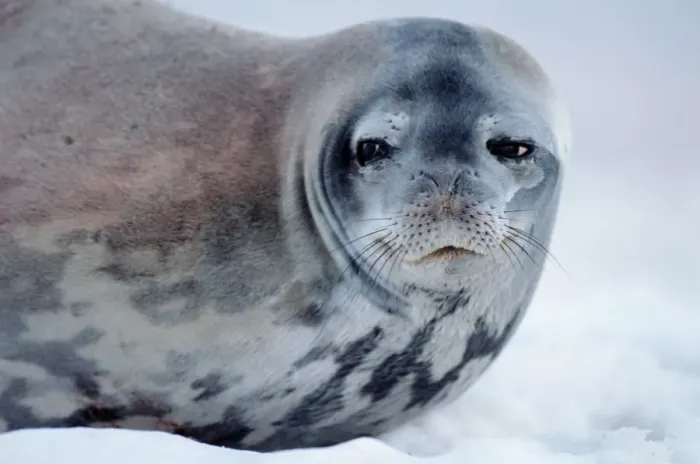 Framed Print : Weddell seal (Leptonychotes weddellii) on ice, close-up