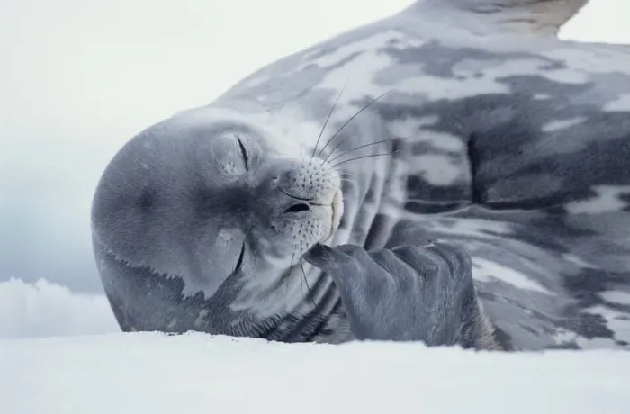 Framed Print : Weddell seal (Leptonychotes weddellii) lying on ice Framed Print : Weddell seal (Leptonychotes weddellii) lying on ice