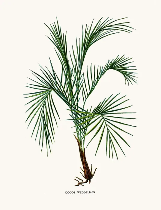Framed Print : Weddells palm Framed Print : Weddells palm