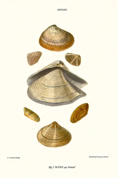 Framed Print : wedge shells Framed Print : wedge shells